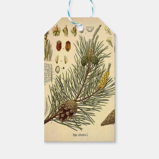 Pinecone Pine Tree  Botanisch afdrukken Cadeaulabel (Voorkant)