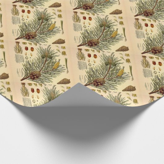 Pinecone Pine Tree  Botanisch afdrukken Cadeaupapier (Hoek)