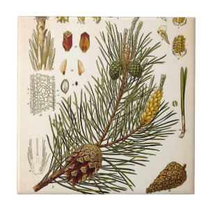 Pinecone Pine Tree  Botanisch afdrukken Tegeltje