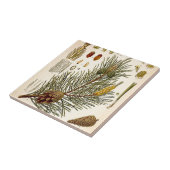 Pinecone Pine Tree Botanisch afdrukken Tegeltje (Zijkant)