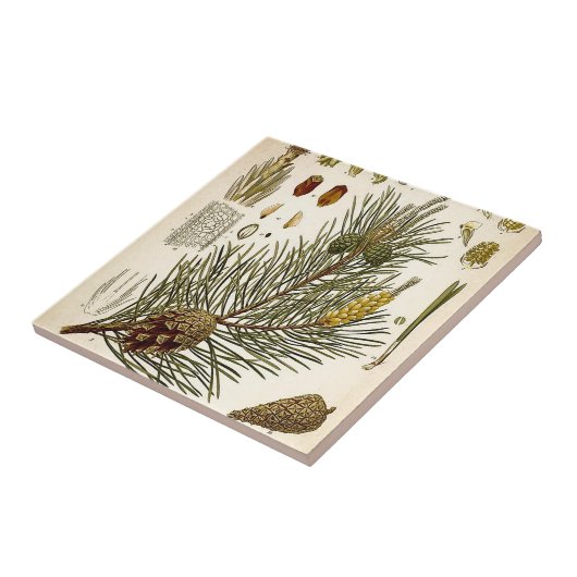 Pinecone Pine Tree Botanisch afdrukken Tegeltje (Zijkant)