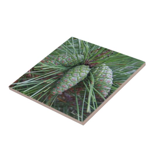 Pinecone Small Square Tile Tegeltje (Zijkant)