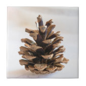 Pinecone Tegeltje (Voorkant)