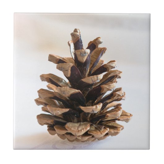 Pinecone Tegeltje (Voorkant)