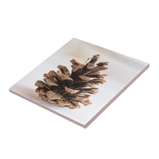 Pinecone Tegeltje (Zijkant)