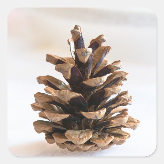 Pinecone Vierkante Sticker (Voorkant)