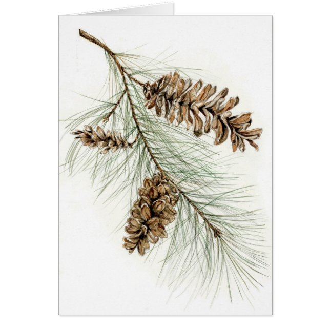 Pinecones (Voorkant)