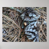 Pinecones foto Poster (Voorkant)