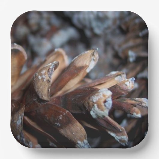 Pinecones Herfst Autumn Natuur Papieren Bordje (Voorkant)