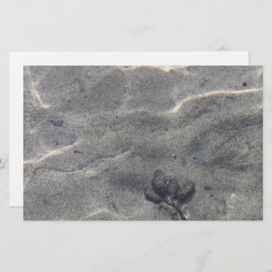 Pinecones in water (Voorkant / Achterkant)