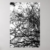 PineCones Poster (Voorkant)