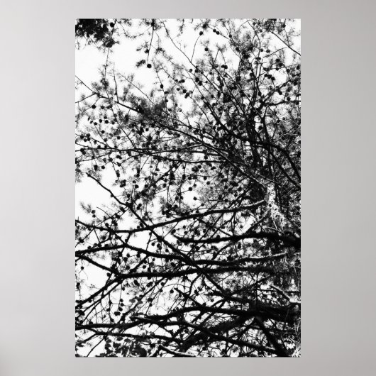 PineCones Poster (Voorkant)