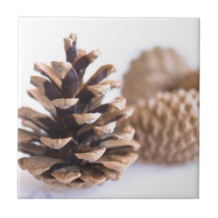 Pinecones Tegeltje