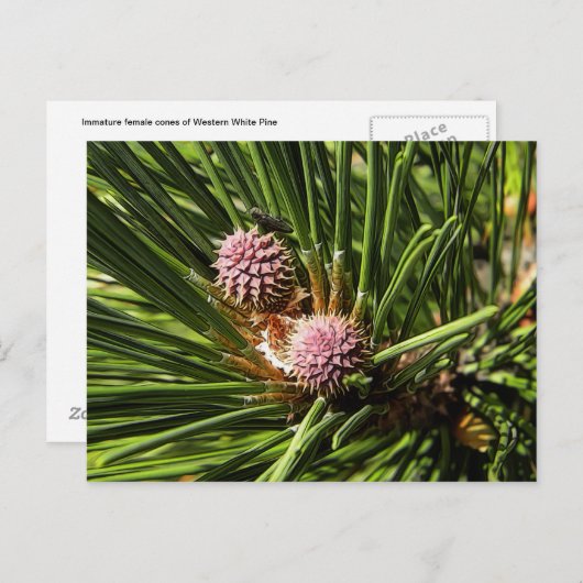 Pineflower Briefkaart (Voorkant / Achterkant)