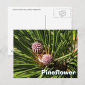 Pineflower Briefkaart (Voorkant / Achterkant)