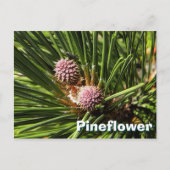 Pineflower Briefkaart (Voorkant)