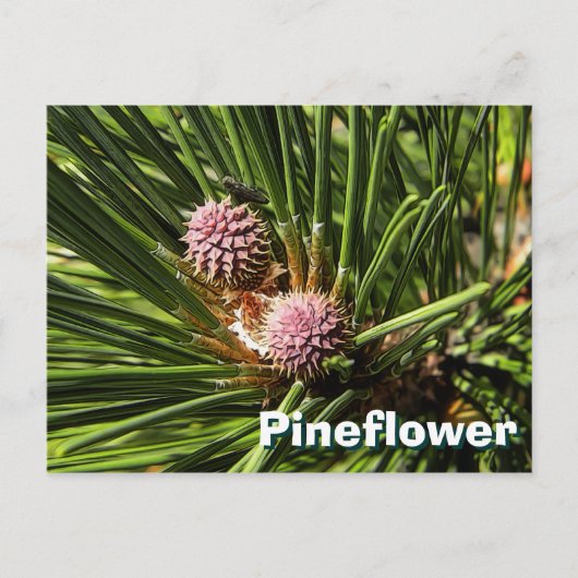 Pineflower Briefkaart (Voorkant)