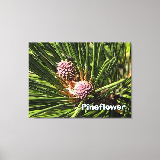 Pineflower Canvas Afdruk (Voorkant)