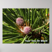 Pineflower Poster (Voorkant)