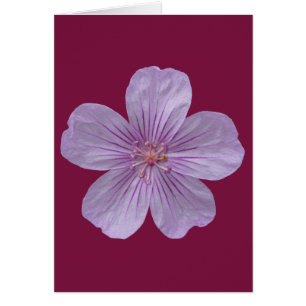 Pineywood Geranium #1