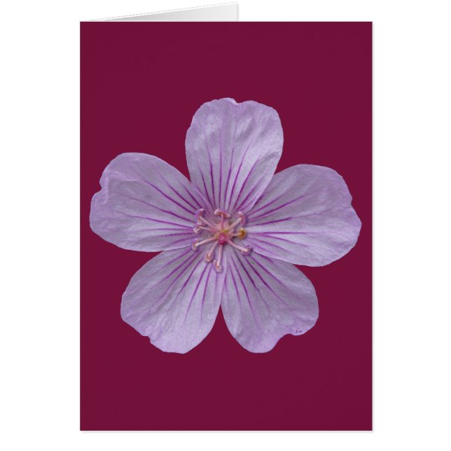 Pineywood Geranium #1 (Voorkant)