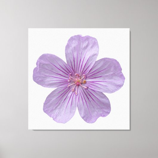 Pineywood Geranium #1 Canvas Afdruk (Voorkant)