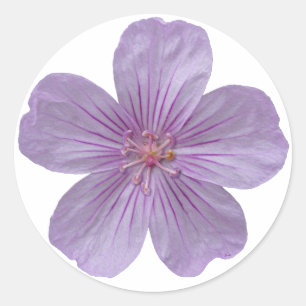 Pineywood Geranium #1 Ronde Sticker