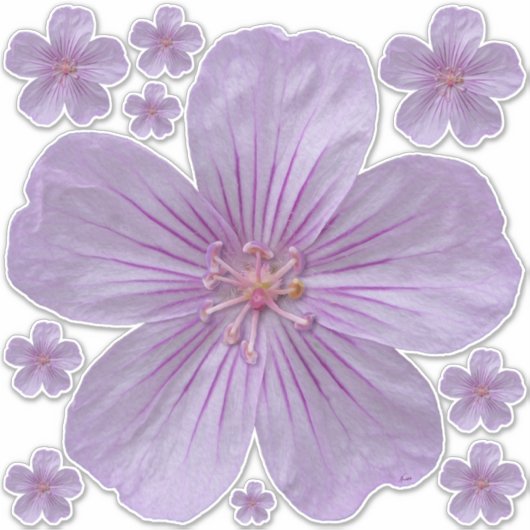 Pineywood Geranium #1 Sticker (Voorkant)
