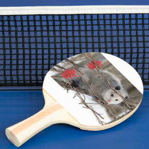Ping Pong Paddle Opossum Natuur Tafeltennisbatje