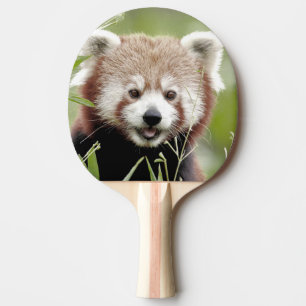 pingpong paddle Foto red panda , dieren. Tafeltennisbatje