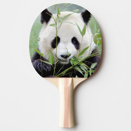 pingpong paddle Foto reus panda, dieren. Tafeltennisbatje (Voorkant)