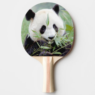 pingpong paddle Foto reus panda, dieren. Tafeltennisbatje