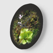 Pinguicula reticulata grote klok (Hoek)