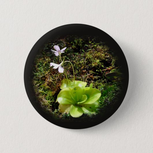 Pinguicula reticulata ronde button 5,7 cm (Voorkant)