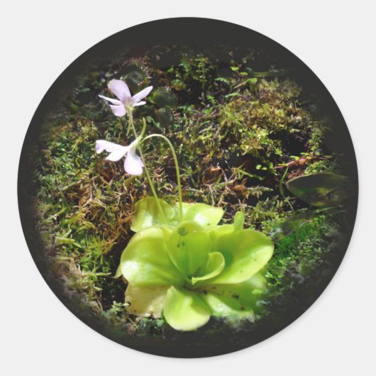 Pinguicula reticulata ronde sticker (Voorkant)