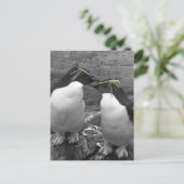Pinguïkleurensplash Briefkaart (Staand voorkant)