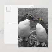 Pinguïkleurensplash Briefkaart (Voorkant / Achterkant)