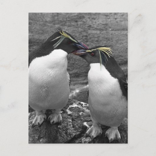 Pinguïkleurensplash Briefkaart (Voorkant)