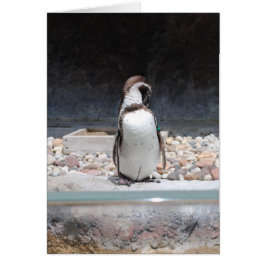 Pinguïn