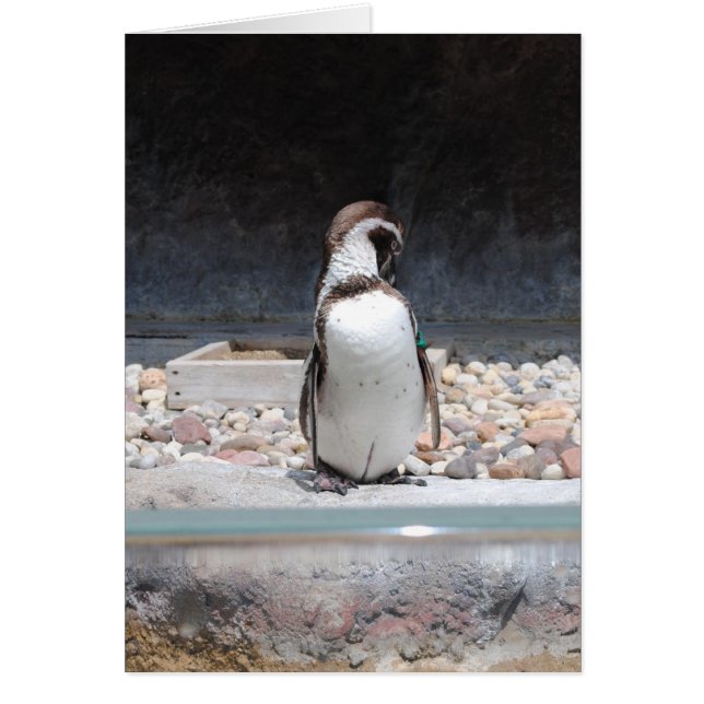 Pinguïn (Voorkant)