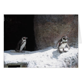 Pinguïn