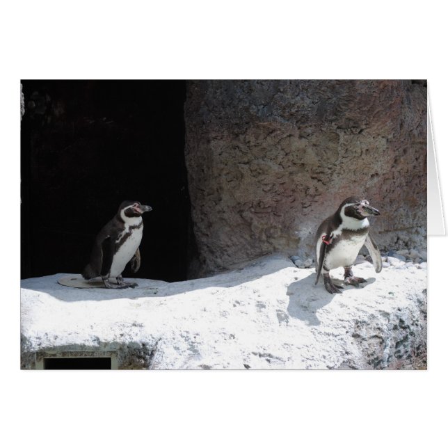Pinguïn (Voorkant Horizontaal)