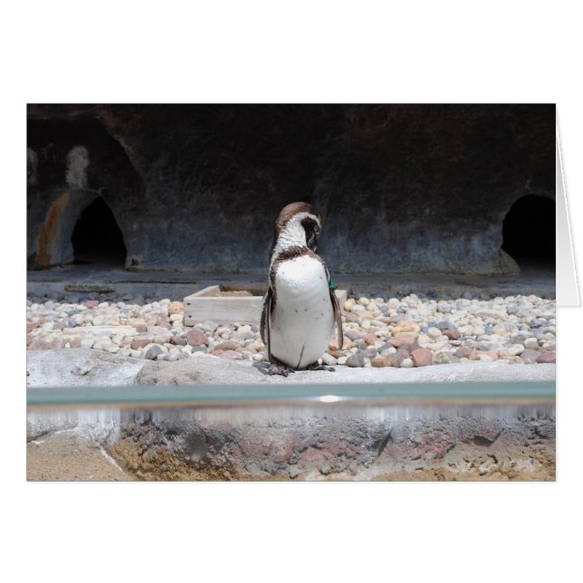 Pinguïn (Voorkant Horizontaal)