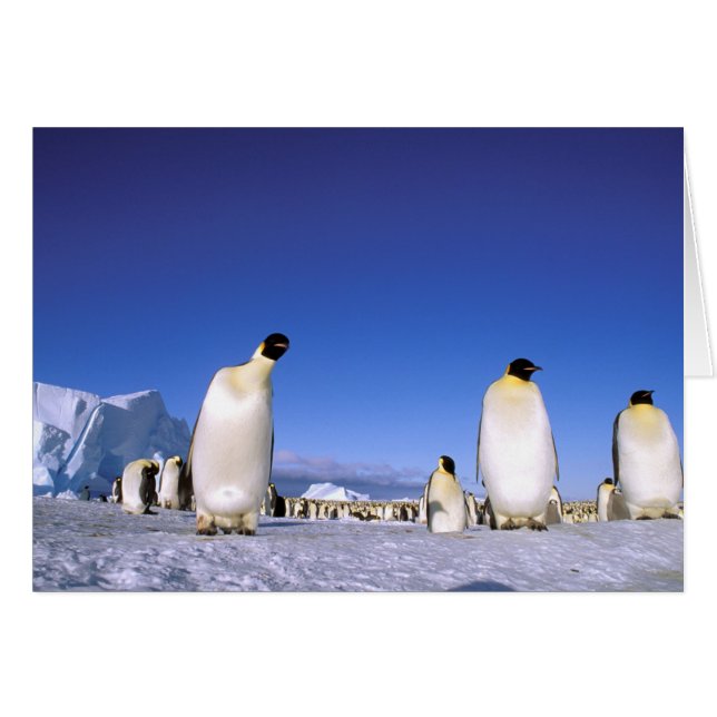 pinguïn | Antarctica, Antarctisch schiereiland (Voorkant Horizontaal)