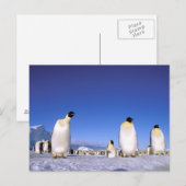 pinguïn | Antarctica, Antarctisch schiereiland Briefkaart (Voorkant / Achterkant)