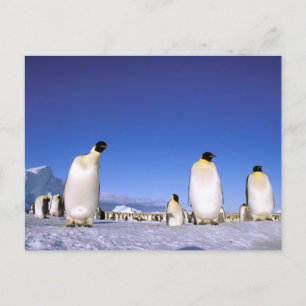 pinguïn   Antarctica, Antarctisch schiereiland Briefkaart