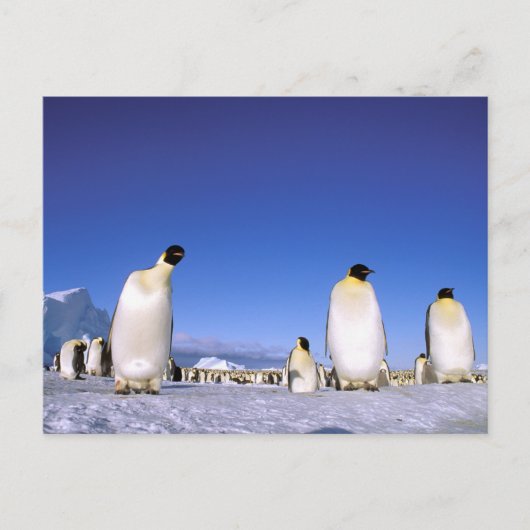 pinguïn | Antarctica, Antarctisch schiereiland Briefkaart (Voorkant)