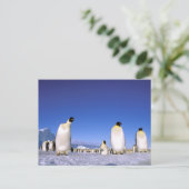 pinguïn | Antarctica, Antarctisch schiereiland Briefkaart (Staand voorkant)
