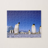 pinguïn | Antarctica, Antarctisch schiereiland Legpuzzel (Horizontaal)