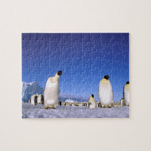 pinguïn Antarctica, Antarctisch schiereiland Legpuzzel